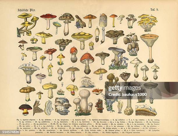 ilustraciones, imágenes clip art, dibujos animados e iconos de stock de tóxico champiñones, victoriana botánico medio - poisonous mushroom