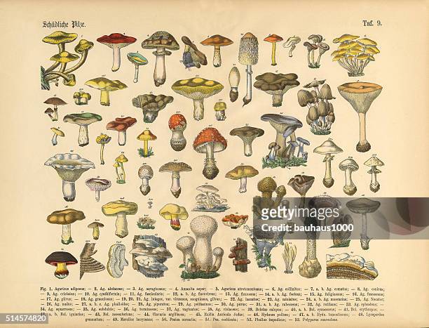bildbanksillustrationer, clip art samt tecknat material och ikoner med poisonous mushrooms, victorian botanical illustration - giftsvamp