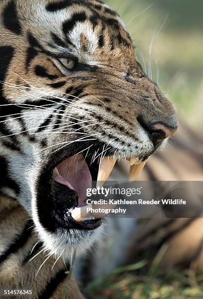 tiger growl - joanesburgo imagens e fotografias de stock