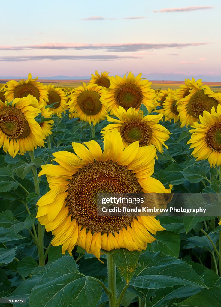 Sunflower field at sunrise