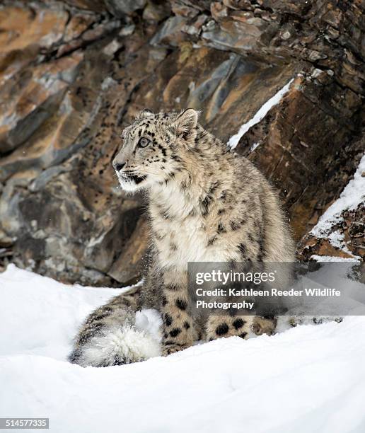 snow leopard sitting in snow - snow leopard print stock pictures, royalty-free photos & images