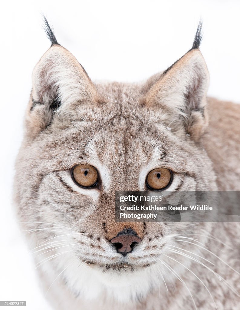 Siberian Lynx portrait