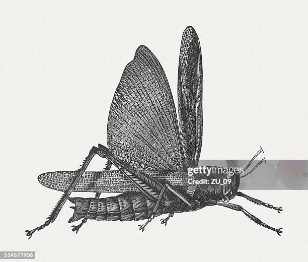 locust (acrididae), wood engraving, published in 1880 - cricket insect stock illustrations