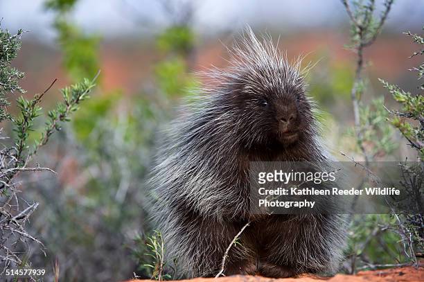 porcupine in the southwest - porcupine stockfoto's en -beelden