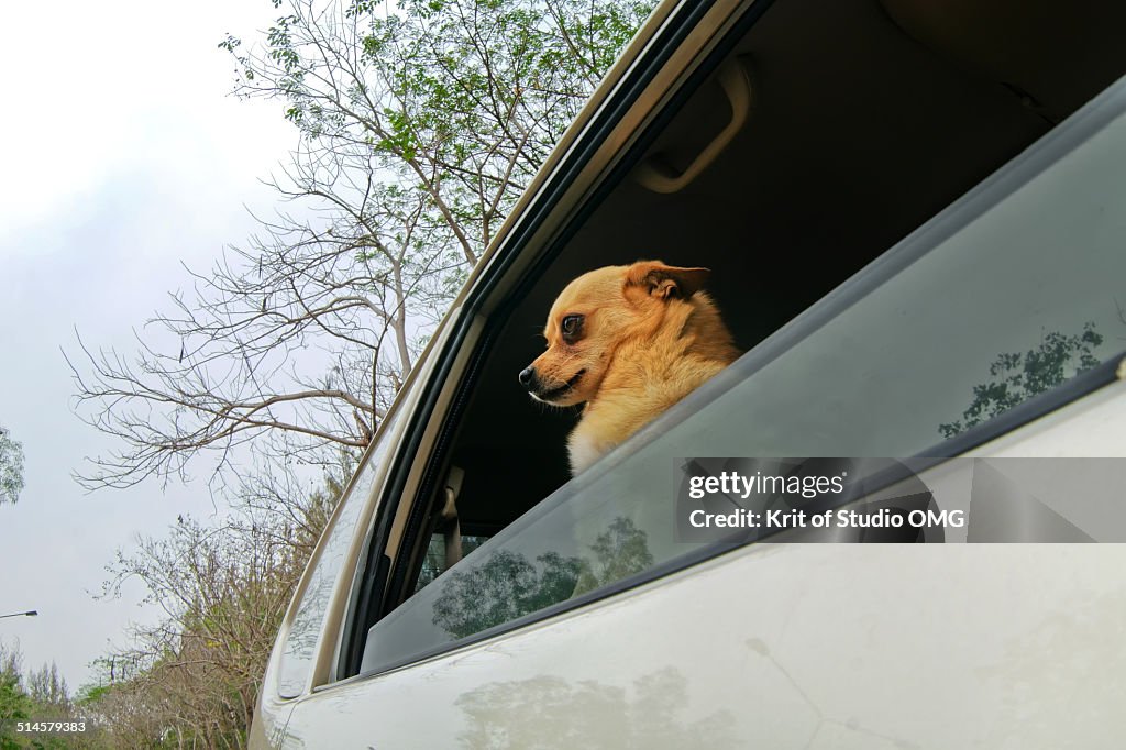 Chi wah wah at car's window