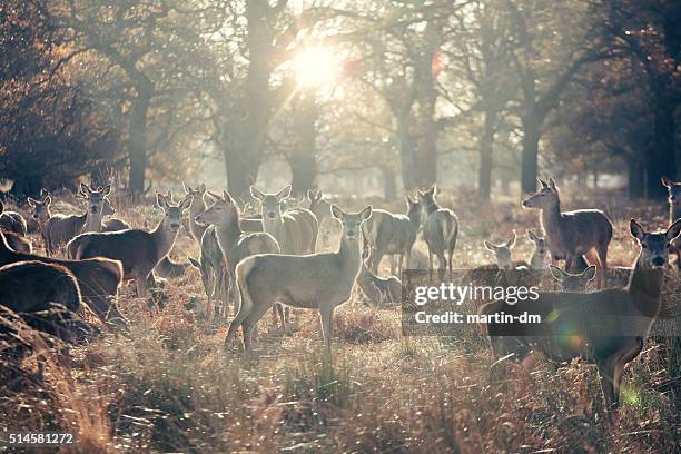 manada de deers feminino - pastorear imagens e fotografias de stock