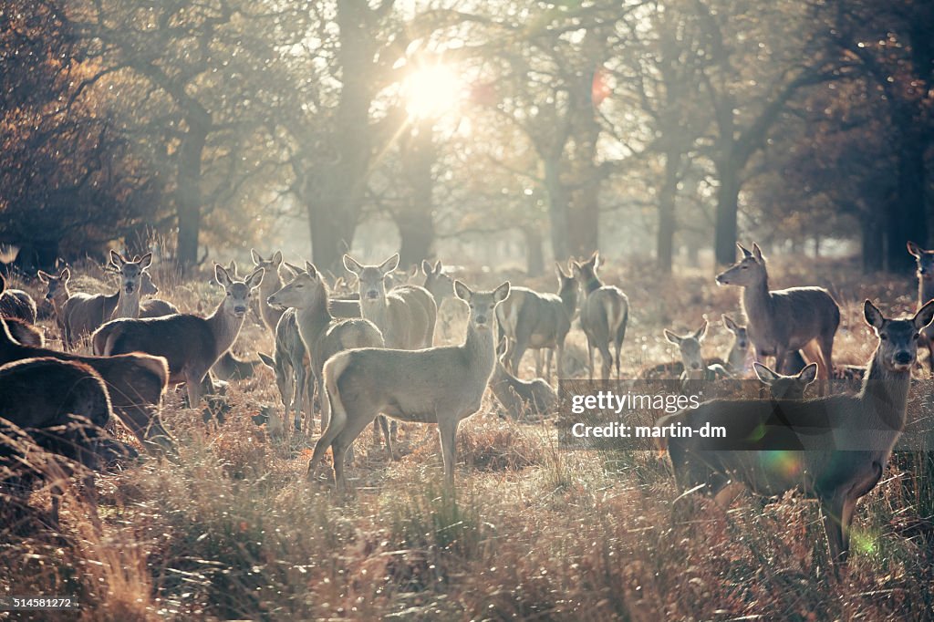 Herd of female deers