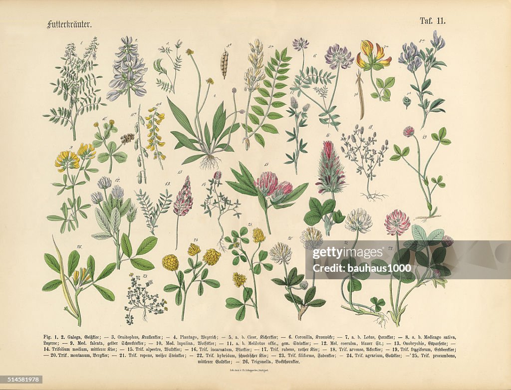 ANB Gewürz Kräuter, viktorianischen botanischen Illustrationen