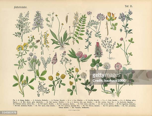 herbs anb spice, victorian botanical illustration - herb stock illustrations