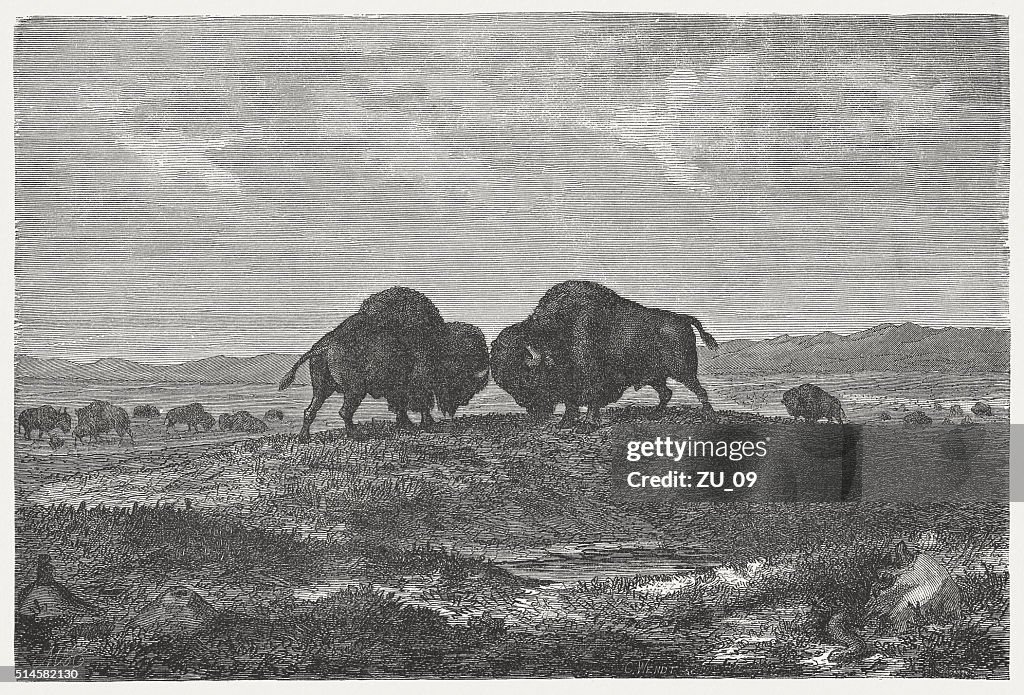 Buffalo Herde auf der Prärie, wod-Gravur, veröffentlichte im 1880