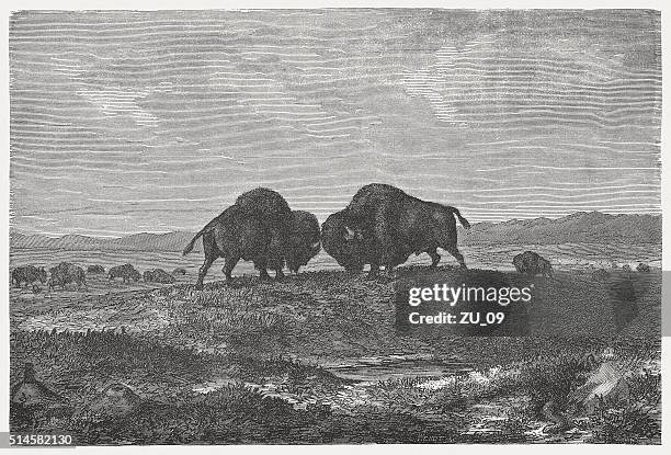 buffalo herd on the prairie, wod engraving, published in 1880 - prairie stock illustrations