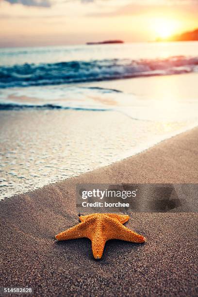 estrella de mar en la playa - estrella de mar fotografías e imágenes de stock
