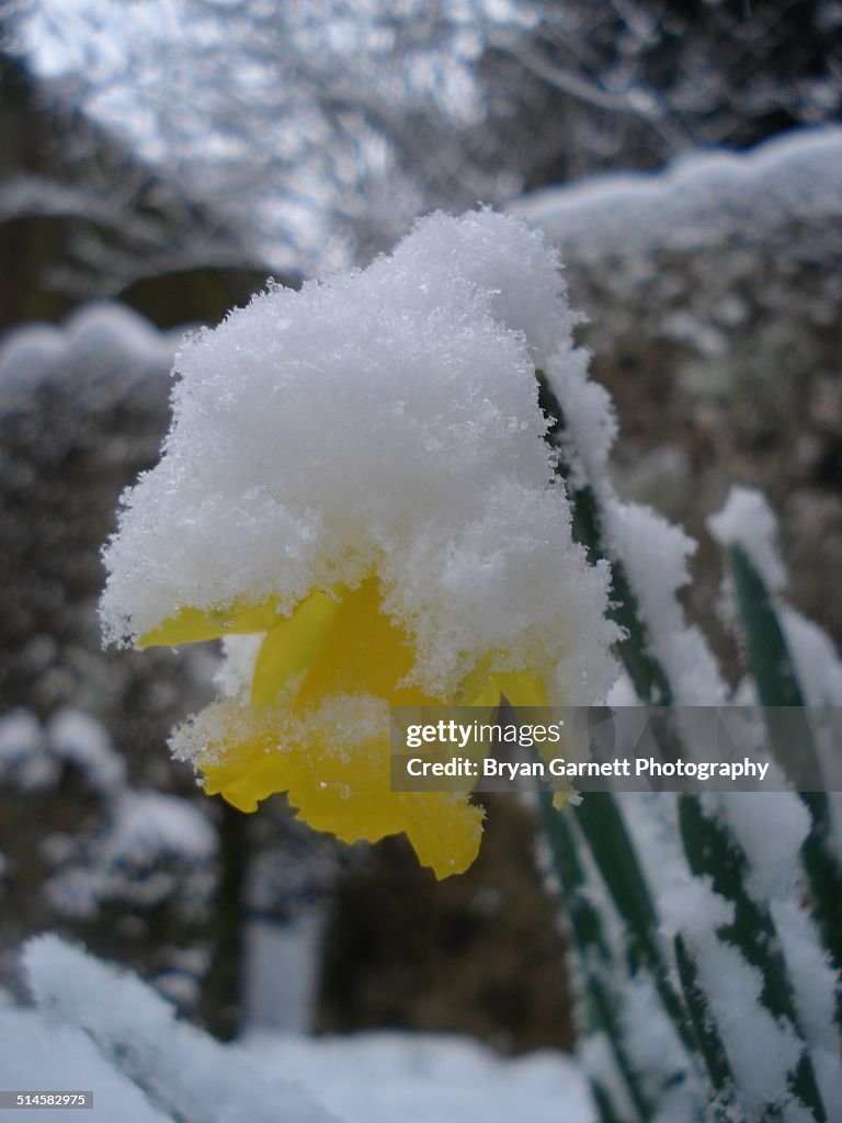 Snowcapped Daff