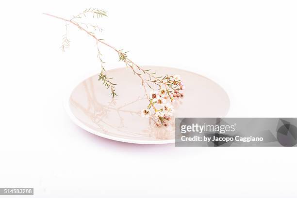 zen dish with flowers - jacopo caggiano foto e immagini stock