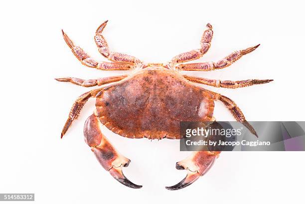 giant atlantic crab - jacopo caggiano foto e immagini stock
