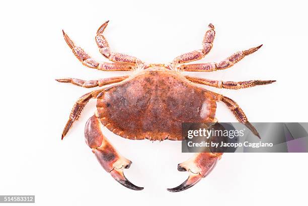 giant atlantic crab - jacopo caggiano stock pictures, royalty-free photos & images