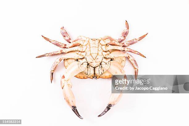 giant atlantic crab - jacopo caggiano foto e immagini stock