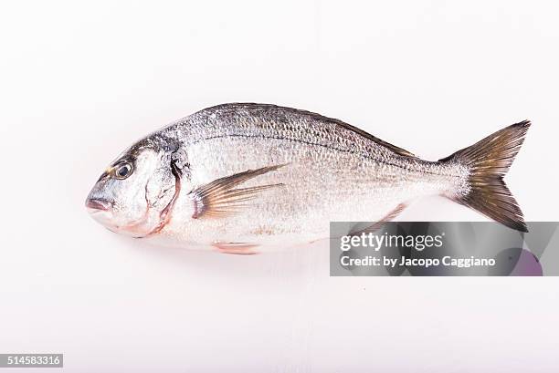 bass fish - jacopo caggiano stock pictures, royalty-free photos & images