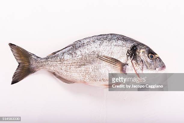 bass fish - jacopo caggiano stock-fotos und bilder