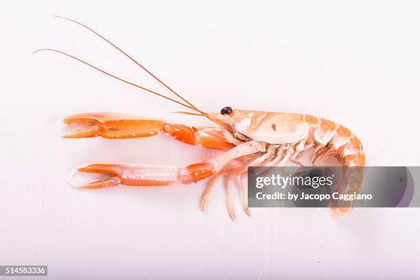 crayfish side view - jacopo caggiano stock-fotos und bilder