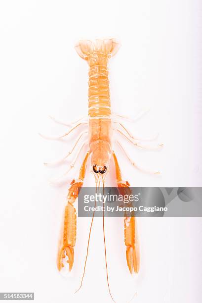 crayfish top view - jacopo caggiano foto e immagini stock