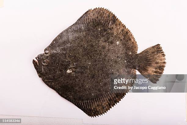 rhombus fish - jacopo caggiano foto e immagini stock