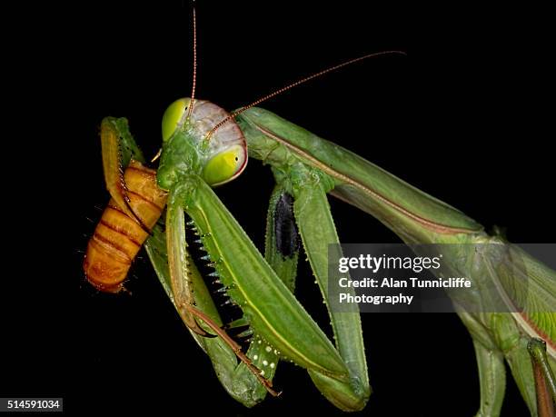 praying mantis feeding - african praying mantis stock pictures, royalty-free photos & images