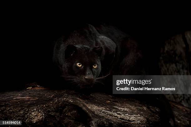 black panther - black leopard fotografías e imágenes de stock