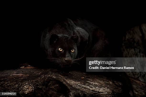 black panther - black leopard stock pictures, royalty-free photos & images