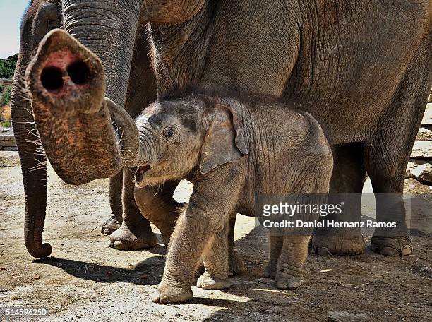 elephant with her calf - elephant funny stock pictures, royalty-free photos & images