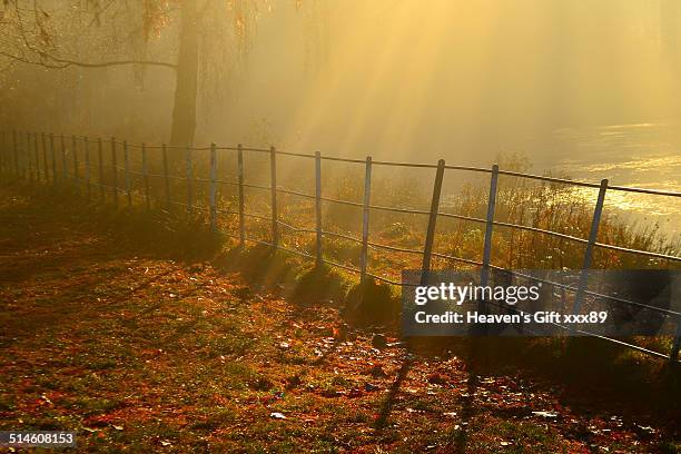 Beautiful golden sunrays shining down over pond