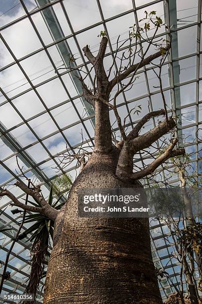 Baobab at the Singapore Flower Dome - an innovative venue with the largest greenhouse in the world with rotating displays of flowers and plants. Not...