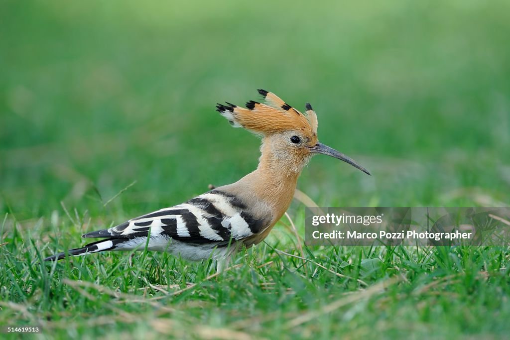 Hoopoe