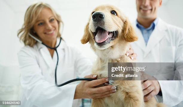 tierärzte untersuchen ein hund. - veterinarian stock-fotos und bilder