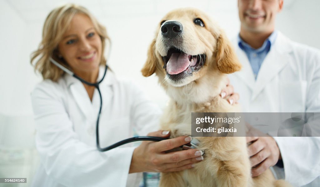 Veterinários examinar um cão.