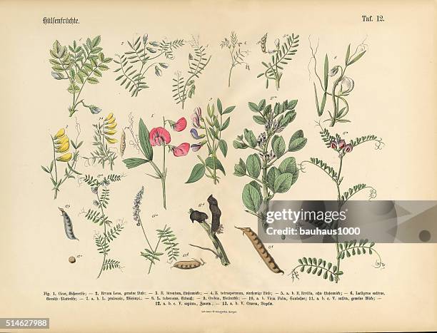 gemüse, viktorianischen botanischen illustrationen - alfalfasprosse stock-grafiken, -clipart, -cartoons und -symbole