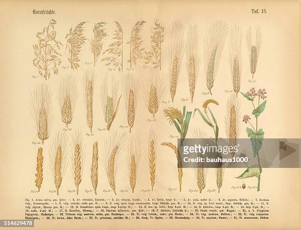 stockillustraties, clipart, cartoons en iconen met wheat, rice and grains, victorian botanical illustration - perennial