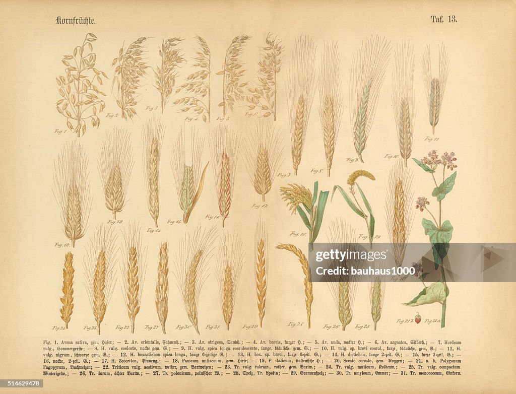 Wheat, Rice and Grains, Victorian Botanical Illustration