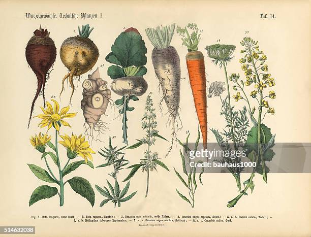 root-pflanzen und gemüse, viktorianischen botanischen illustrationen - perennial stock-grafiken, -clipart, -cartoons und -symbole