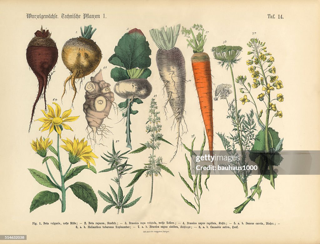 Root Crops and Vegetables, Victorian Botanical Illustration
