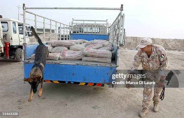 An Italian Army explosives detection German Shepard, Nikor, searches a truck at the gate of the Italian base Camp Mittica on October 11, 2004 in...