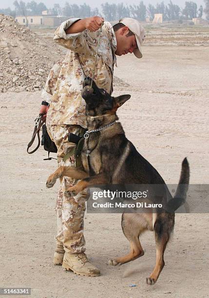 An Italian Army explosives detection German Shepard, Nikor, plays with his handler at the gate of the Italian base Camp Mittica on October 11, 2004...