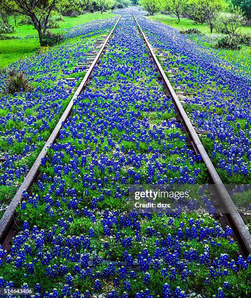 bluebonnet wildflowers and old railroad track near llano texas - hill country stock pictures, royalty-free photos & images