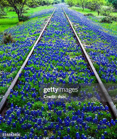 Bluebonnet wildflowers and old railroad track near Llano Texas Bluebonnet wildflowers and old railroad track near Llano Texas