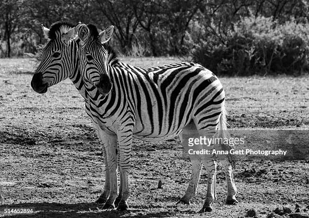zebra's two heads, khama rhino sanctuary - khama rhino sanctuary stock pictures, royalty-free photos & images