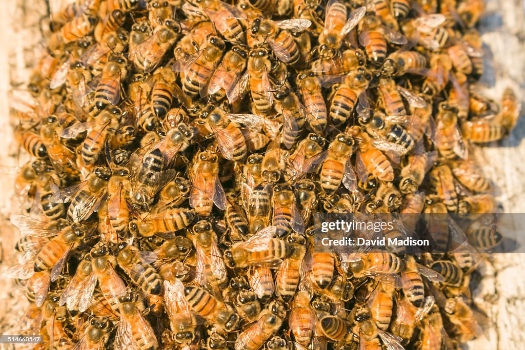 Western honey bees (Apis mellifera)