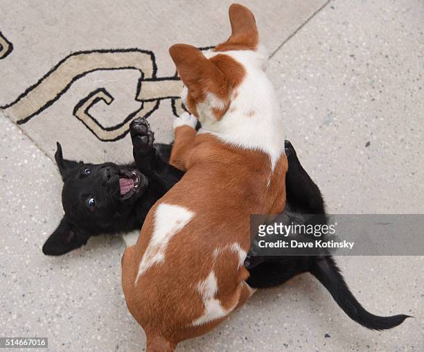 Puppies play at the "Animal Storm Squad" attends the AOL Build Speakers Series at AOL Studios In New York on March 10, 2016 in New York City.