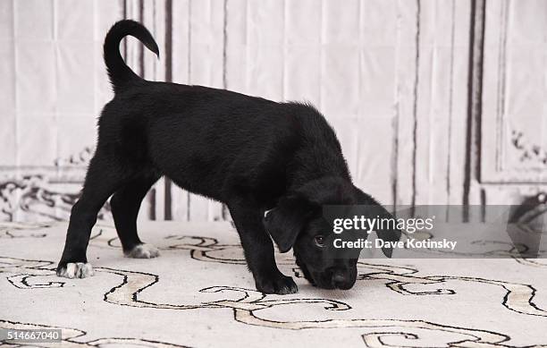 Puppies play at the "Animal Storm Squad" attends the AOL Build Speakers Series at AOL Studios In New York on March 10, 2016 in New York City.