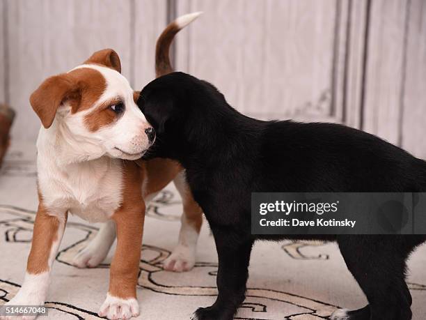 Puppies play at the "Animal Storm Squad" attends the AOL Build Speakers Series at AOL Studios In New York on March 10, 2016 in New York City.