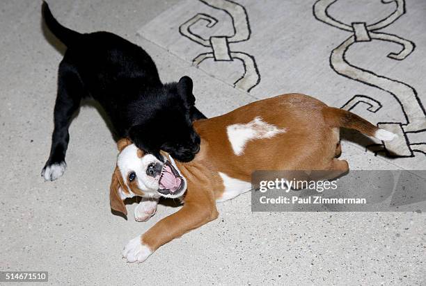 General atmosphere at the AOL Build Speakers Series - Karissa Hadden and Dustin Feldman, "Animal Storm Squad" at AOL Studios In New York on March 10,...